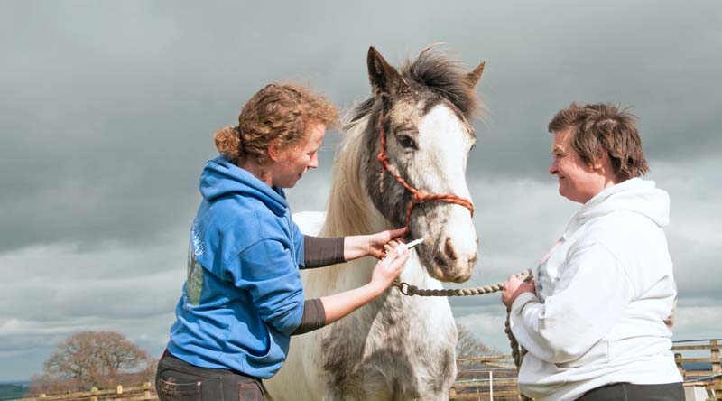Routine wormer being administered to a horse